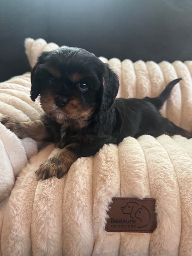 Cavalier King Charles Spaniel Puppies media 5
