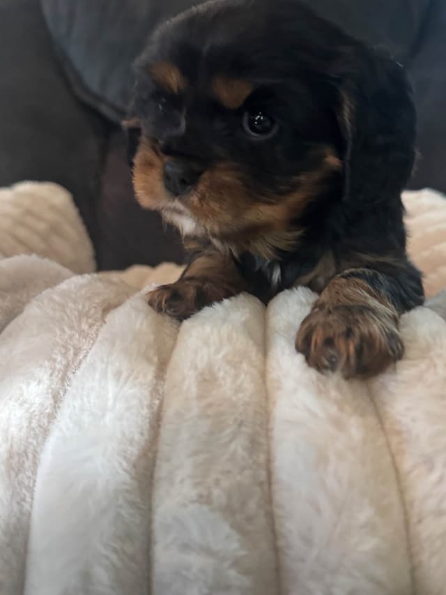 Cavalier King Charles Spaniel Puppies media 6