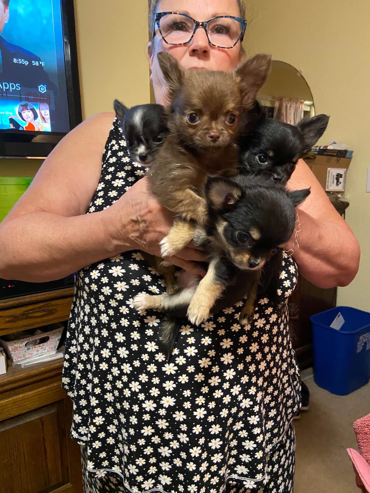 Chihuahua Puppies breeder image 3