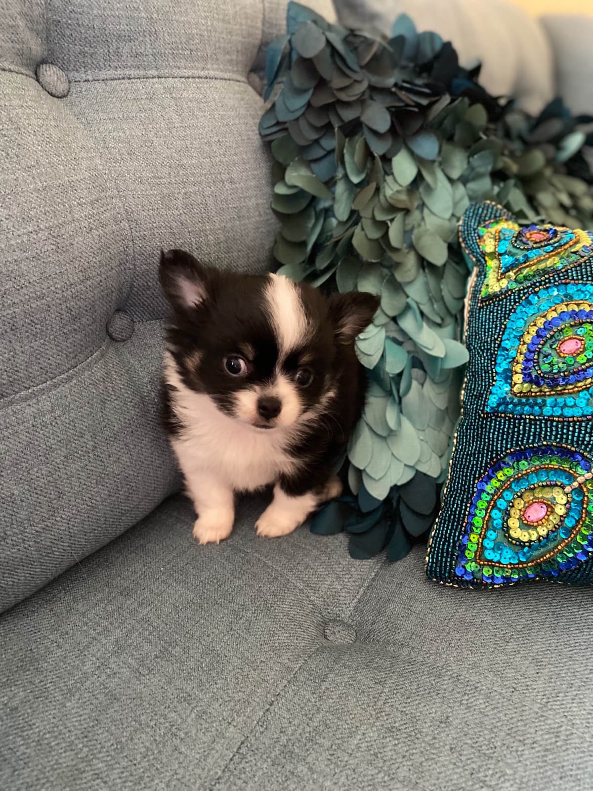 Chihuahua Puppies breeder image 4