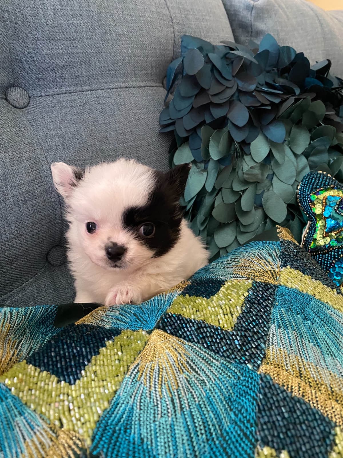 Chihuahua Puppies breeder image 2