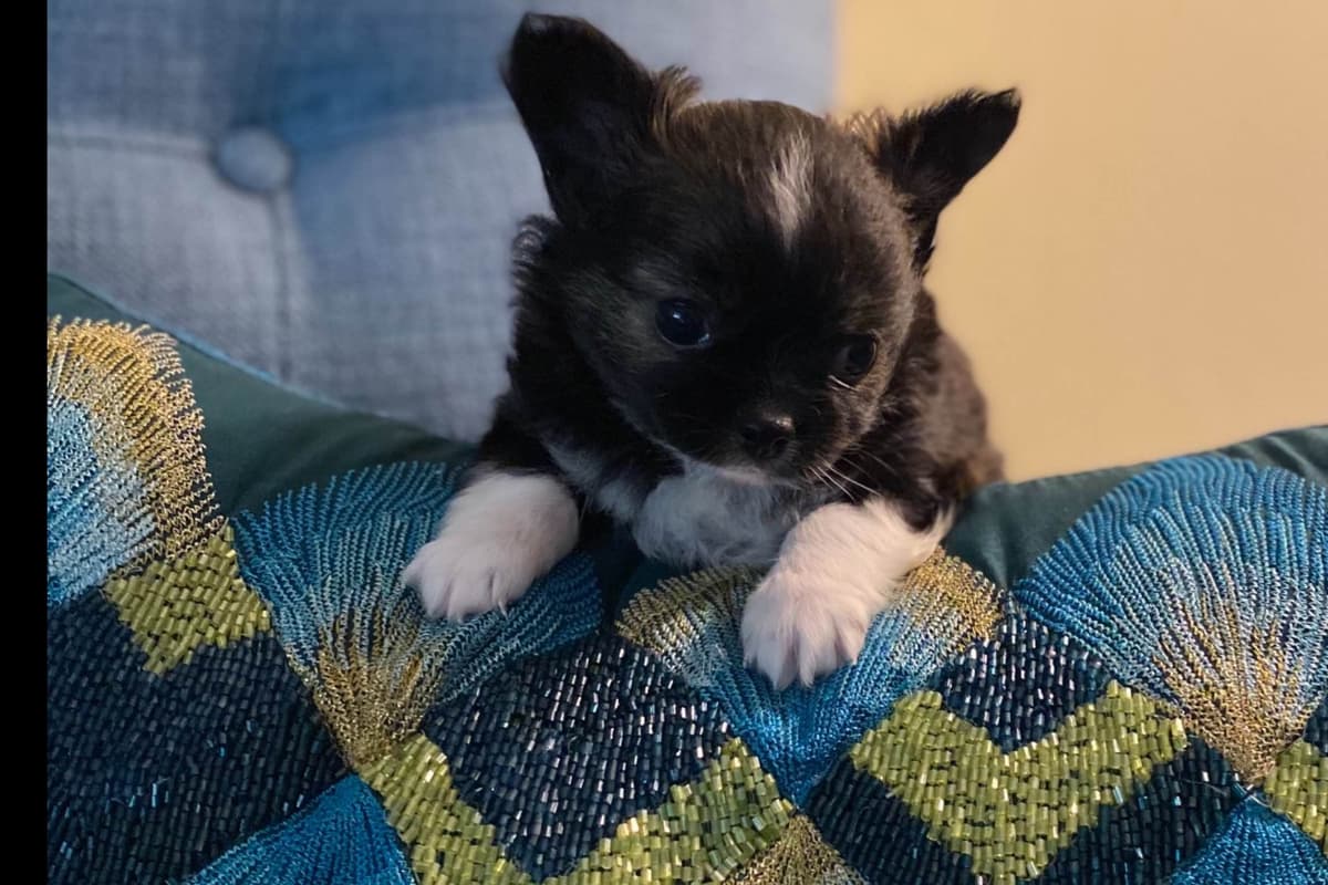 Chihuahua Puppies breeder image 5