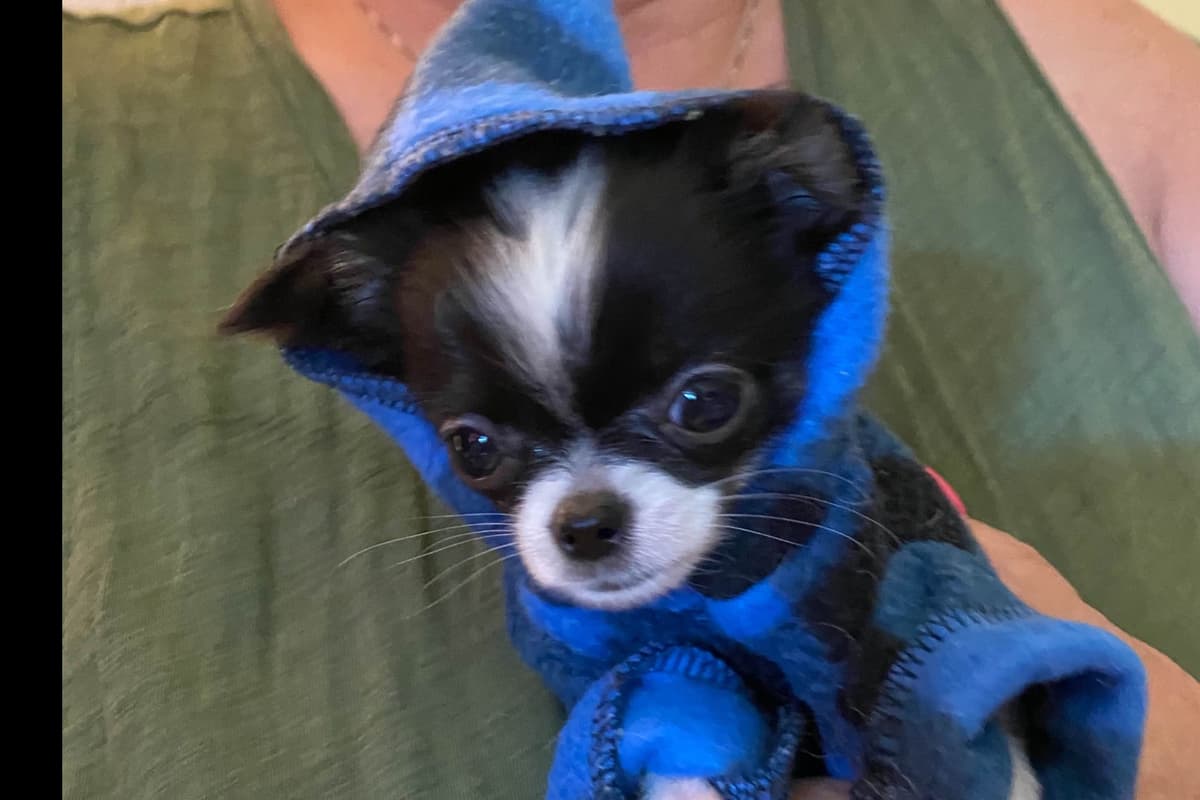 Chihuahua Puppies breeder image 6