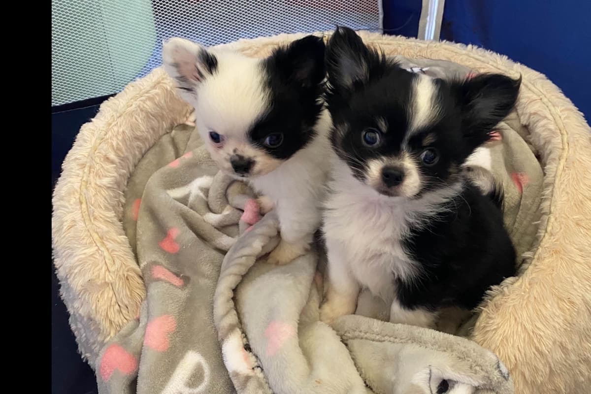 Chihuahua Puppies breeder image 1