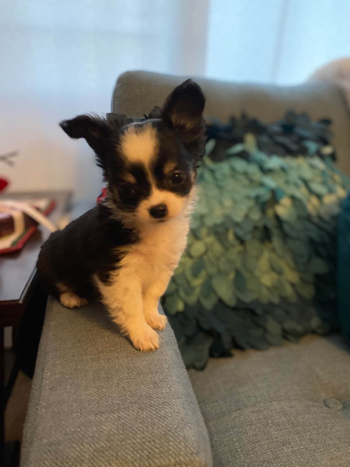 Chihuahua Puppies breeder image 8