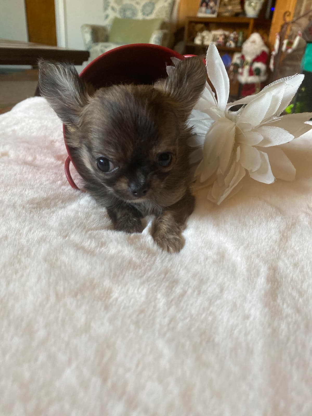 Chihuahua Puppies breeder image 10