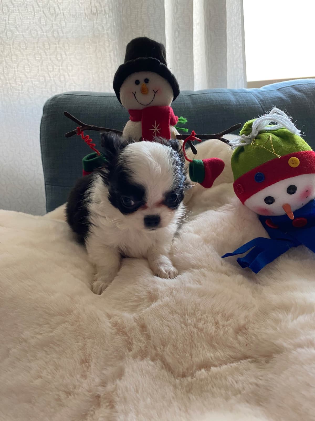 Chihuahua Puppies breeder image 11