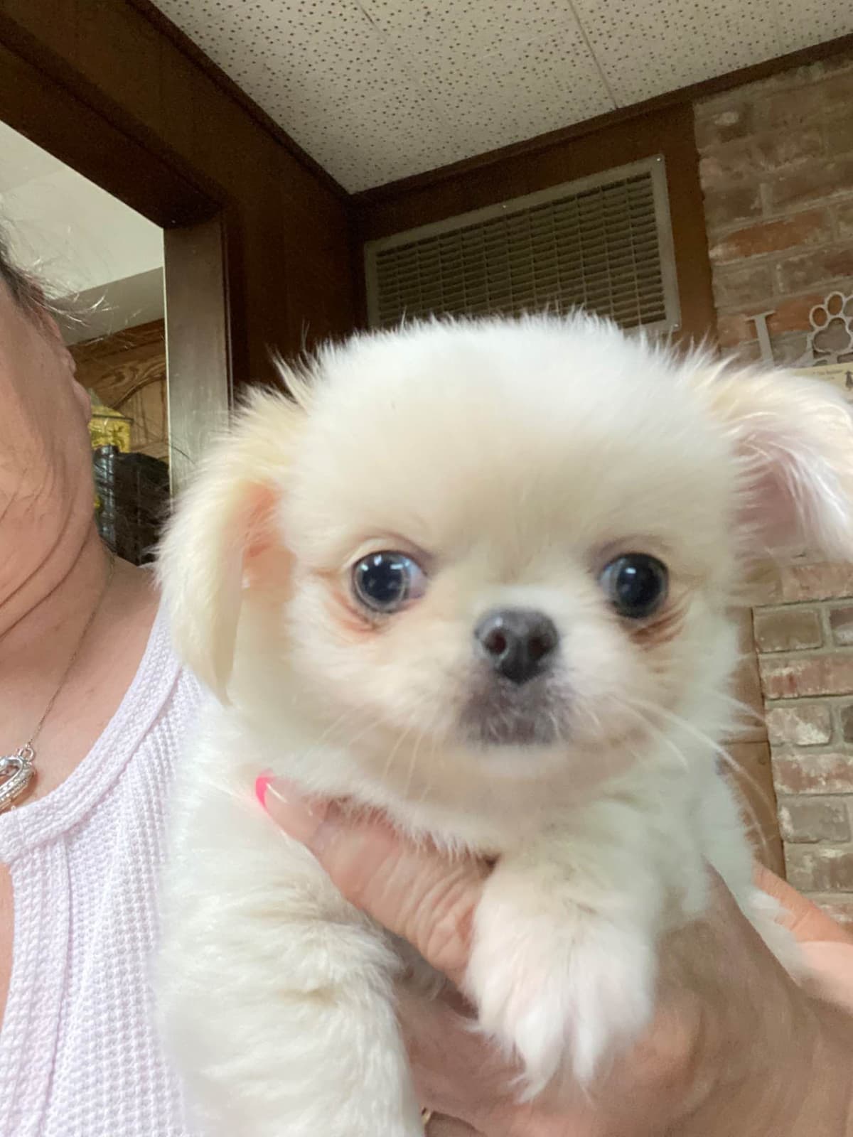 Chihuahua Puppies breeder image 12
