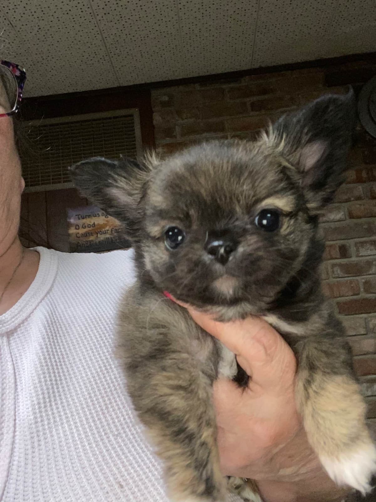 Chihuahua Puppies breeder image 13