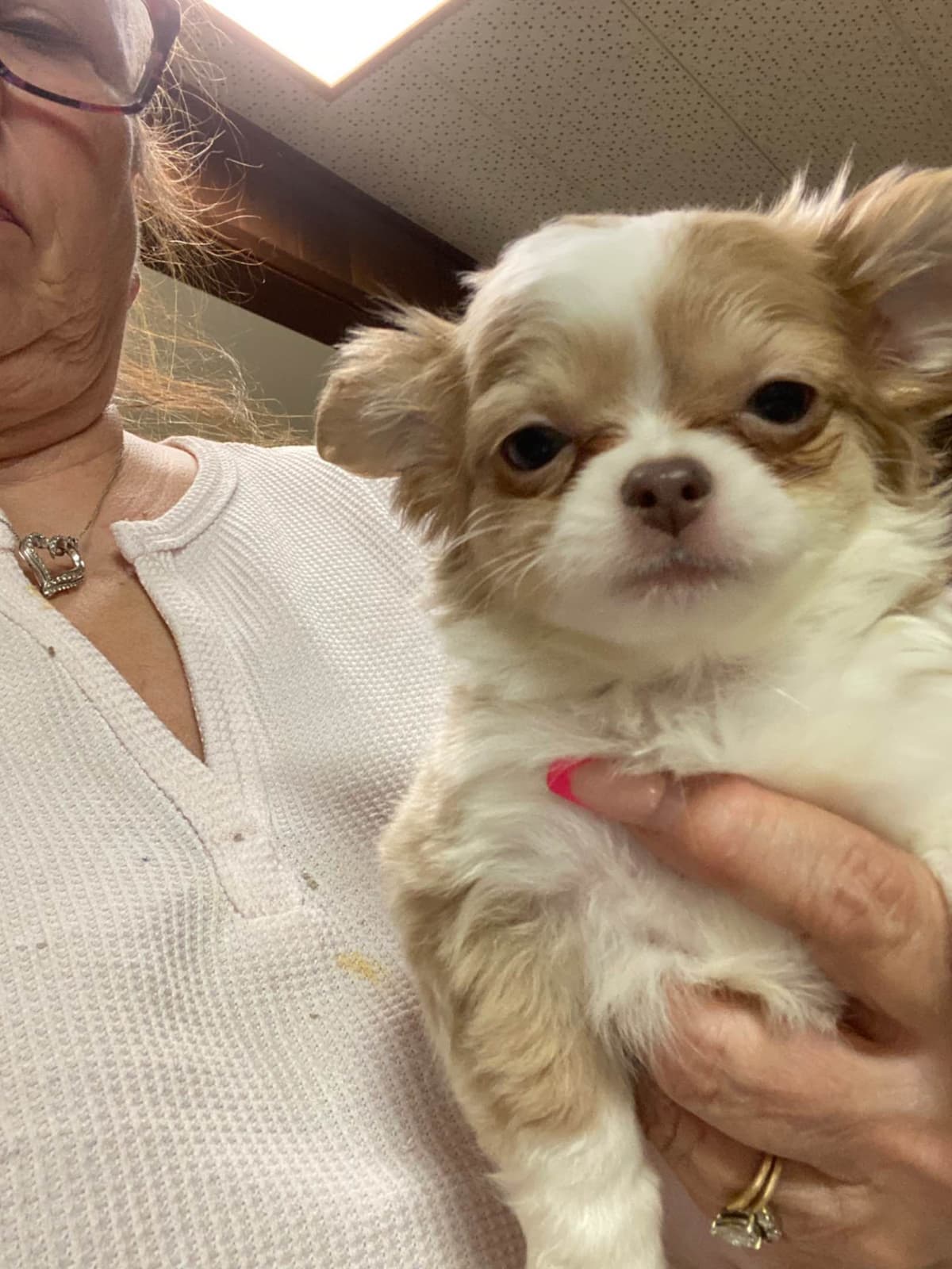 Chihuahua Puppies breeder image 14