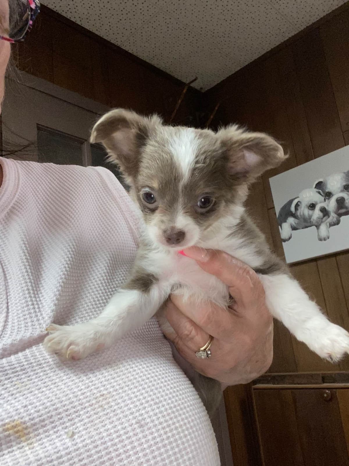 Chihuahua Puppies breeder image 15