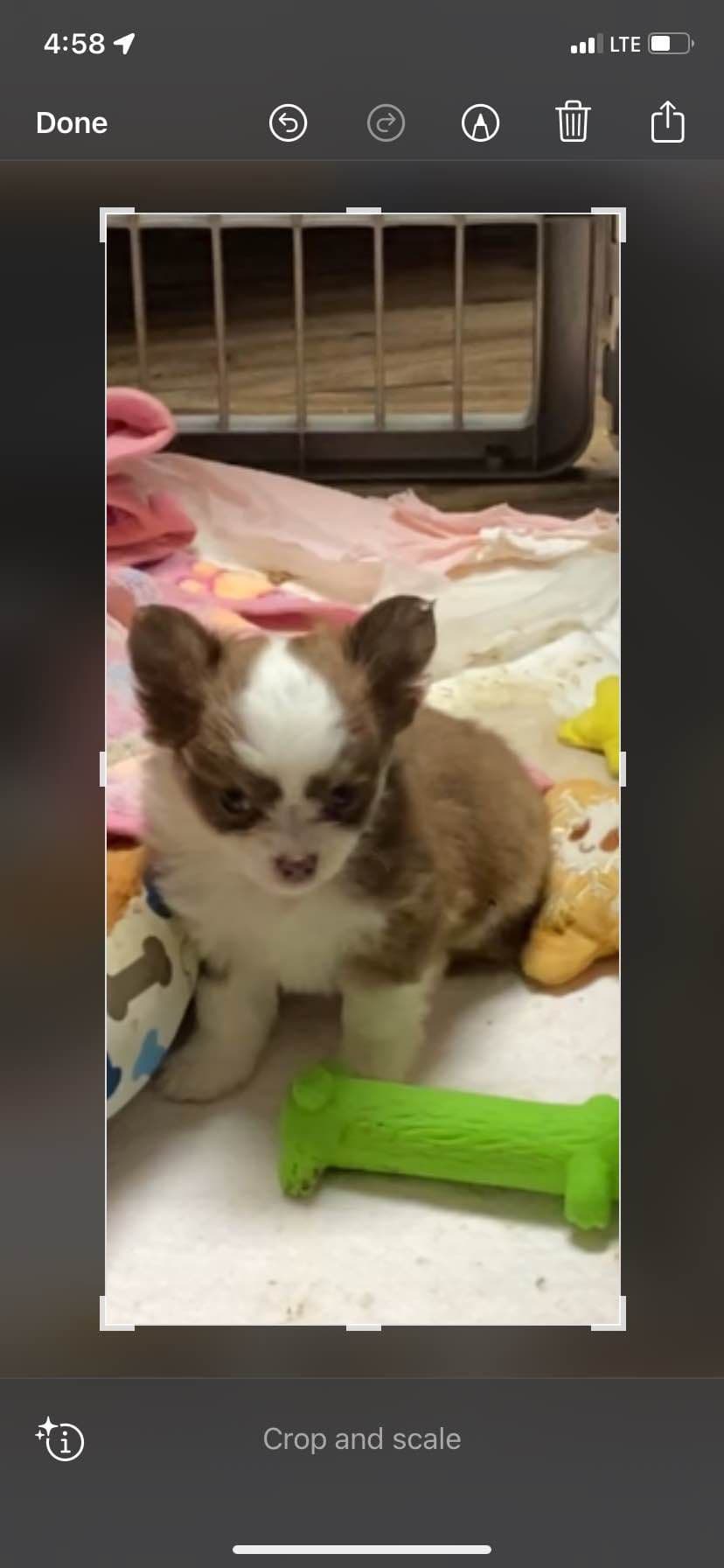 Chihuahua Puppies breeder image 16
