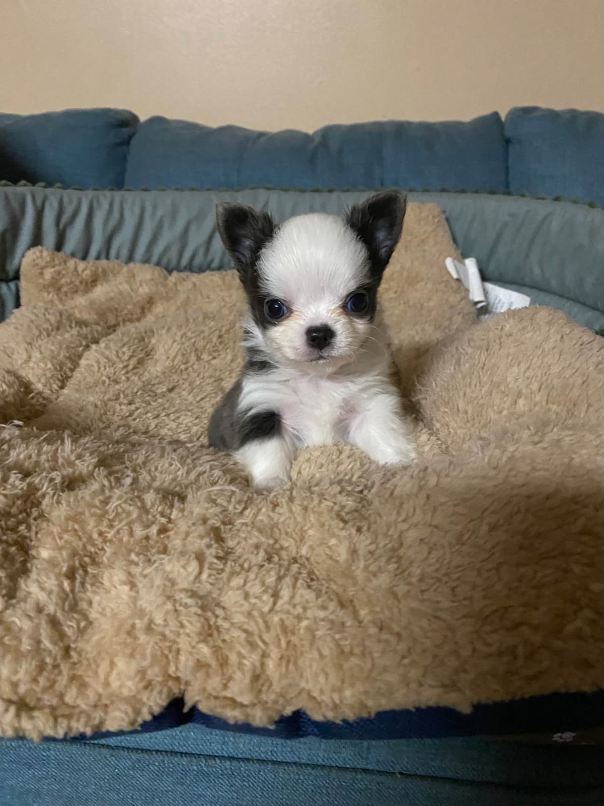 Chihuahua Puppies breeder image 17
