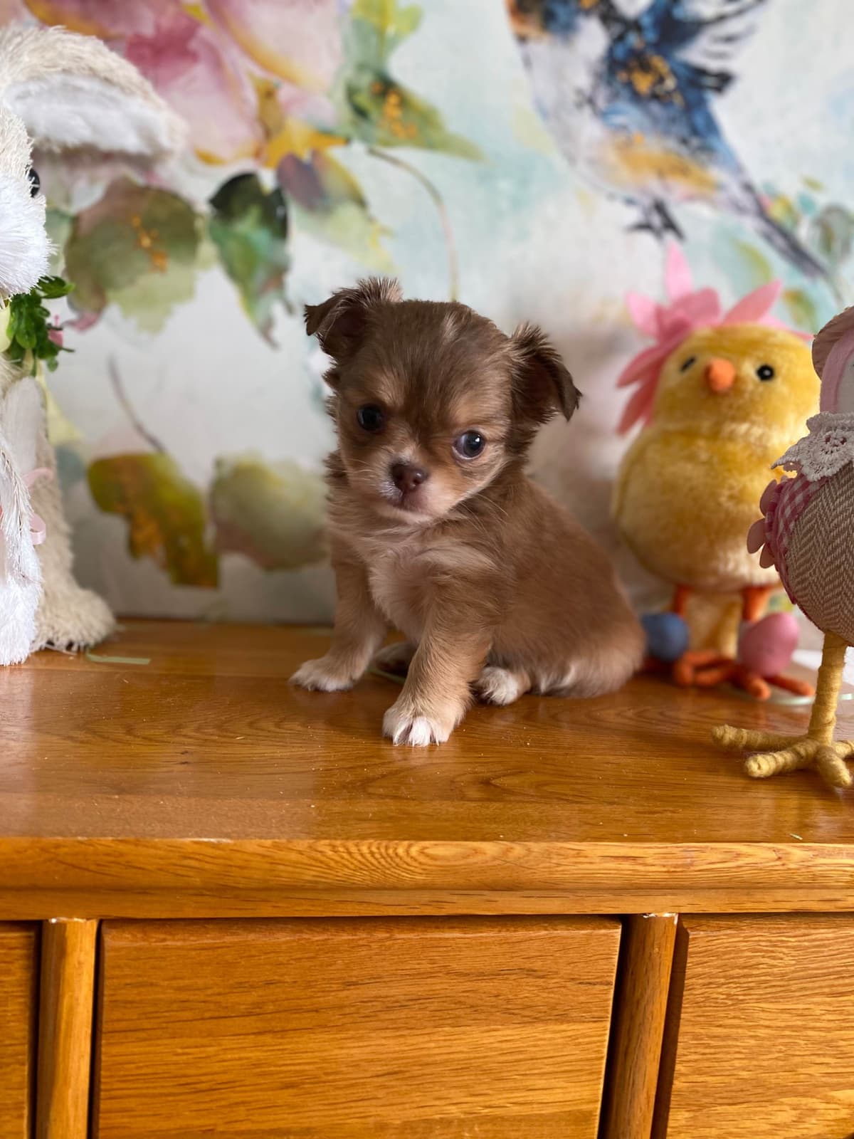 Chihuahua Puppies breeder image 18