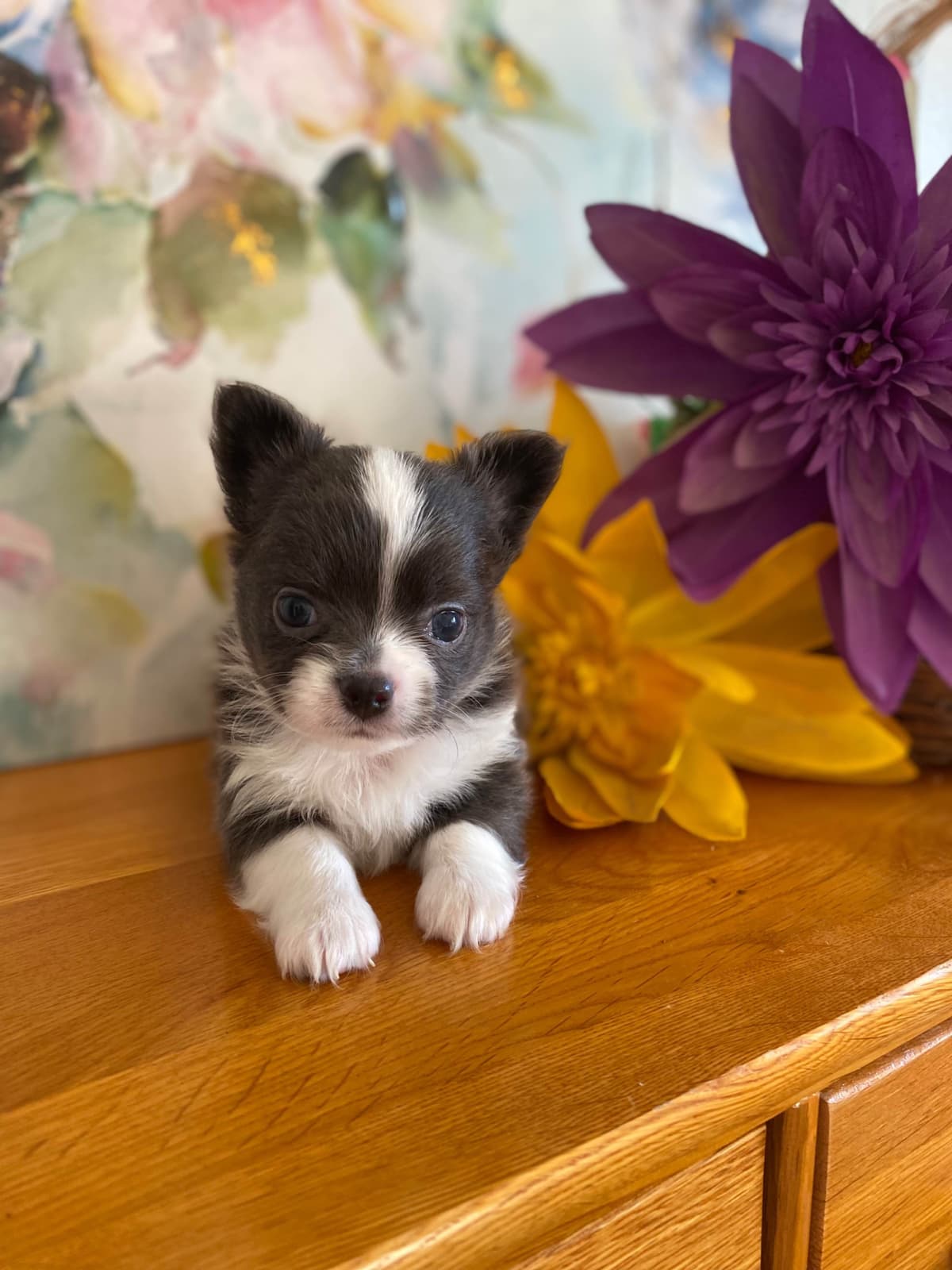 Chihuahua Puppies breeder image 19