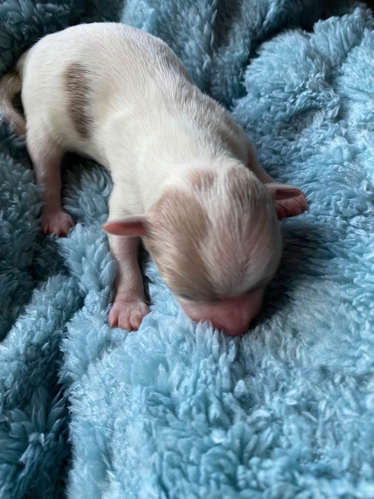 Chihuahua Puppies breeder image 20