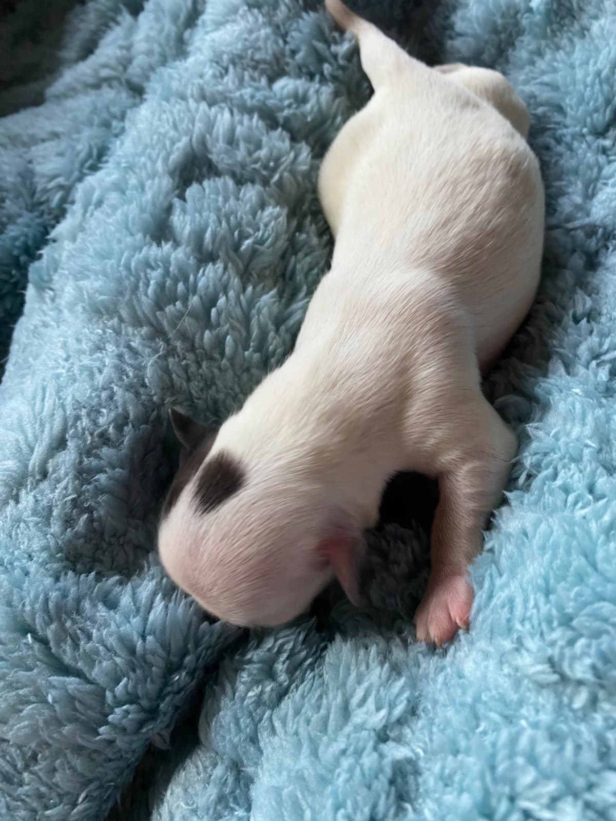 Chihuahua Puppies breeder image 21