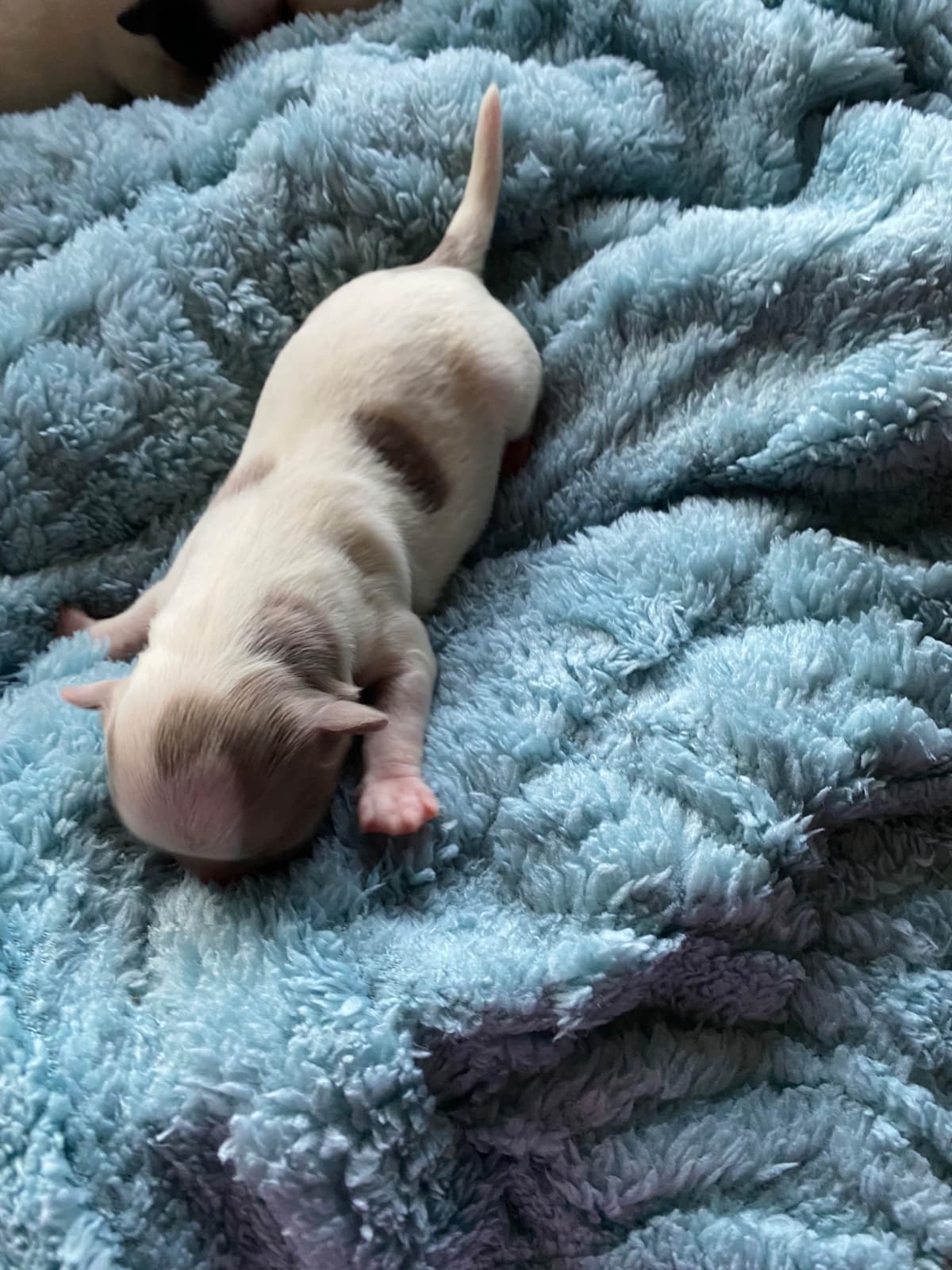 Chihuahua Puppies breeder image 22