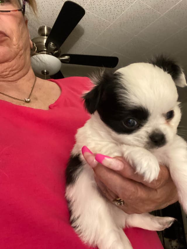 Chihuahua Puppies media 2