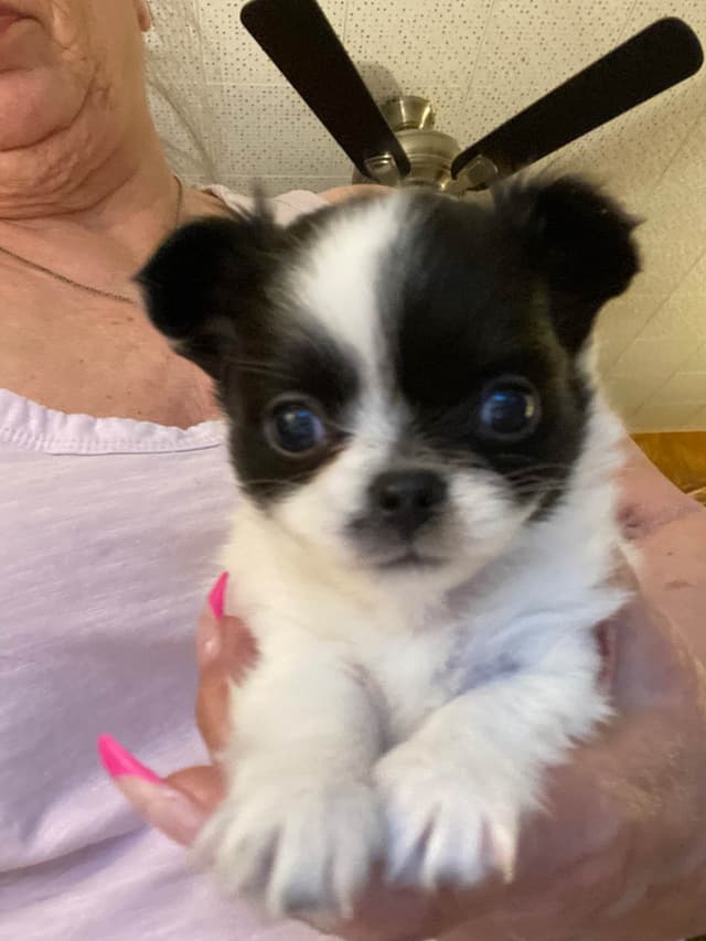 Chihuahua Puppies media 3