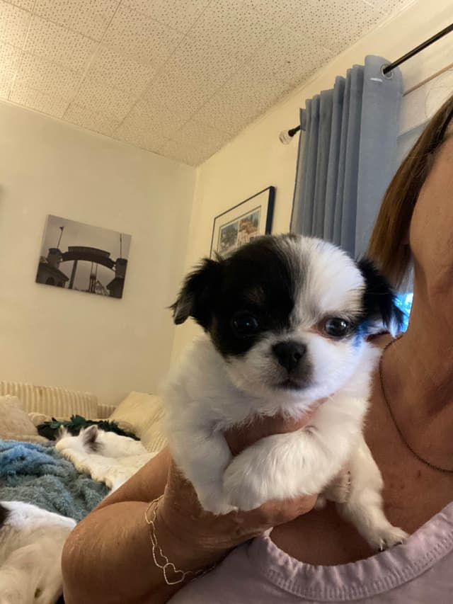 Chihuahua Puppies media 4