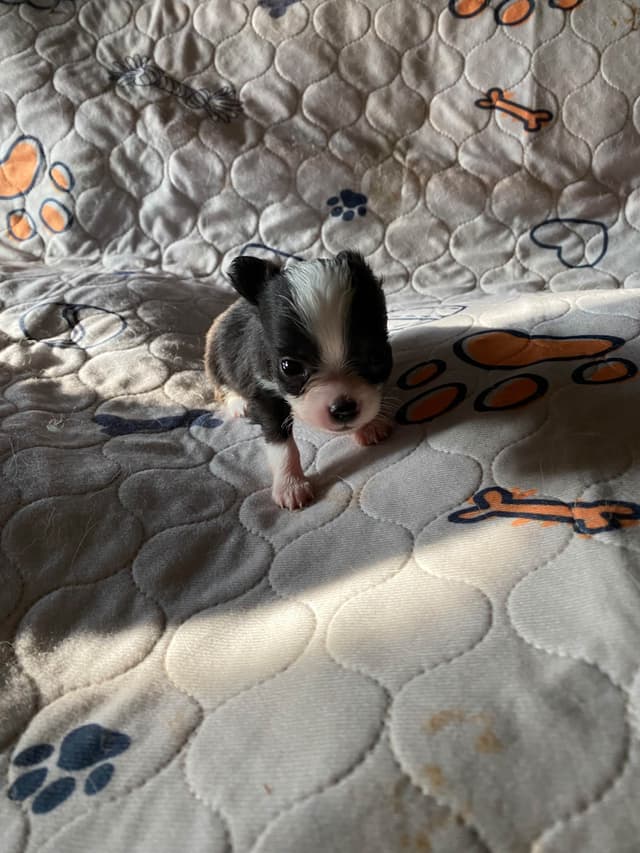 Chihuahua Puppies media 2