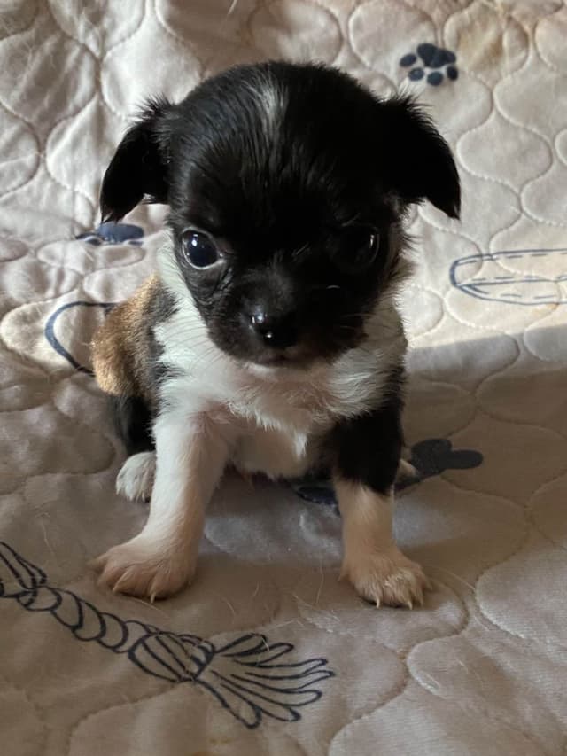 Chihuahua Puppies media 3