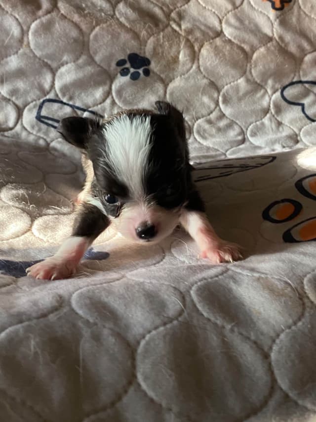 Chihuahua Puppies media 4