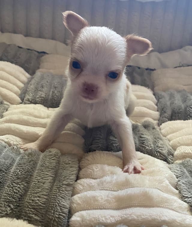 Chihuahua Puppies media 2