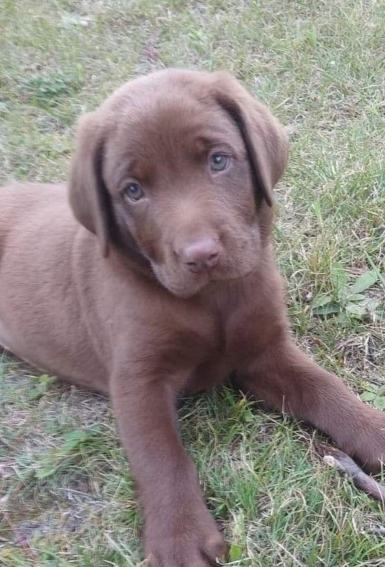 Labrador Retriever Puppies breeder image 1