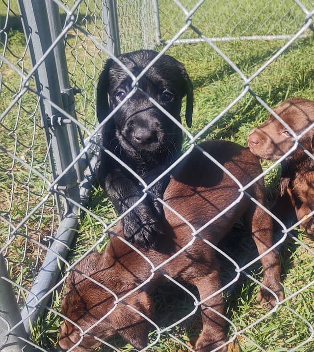 Labrador Retriever Puppies media 2