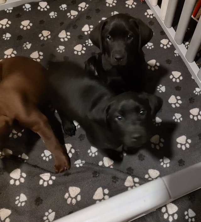 Labrador Retriever Puppies media 3