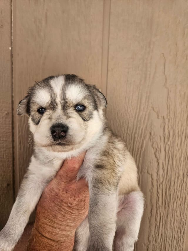 Siberian Husky Puppies media 2