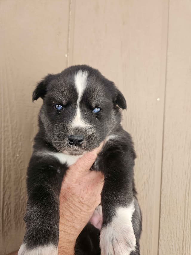 Siberian Husky Puppies media 5