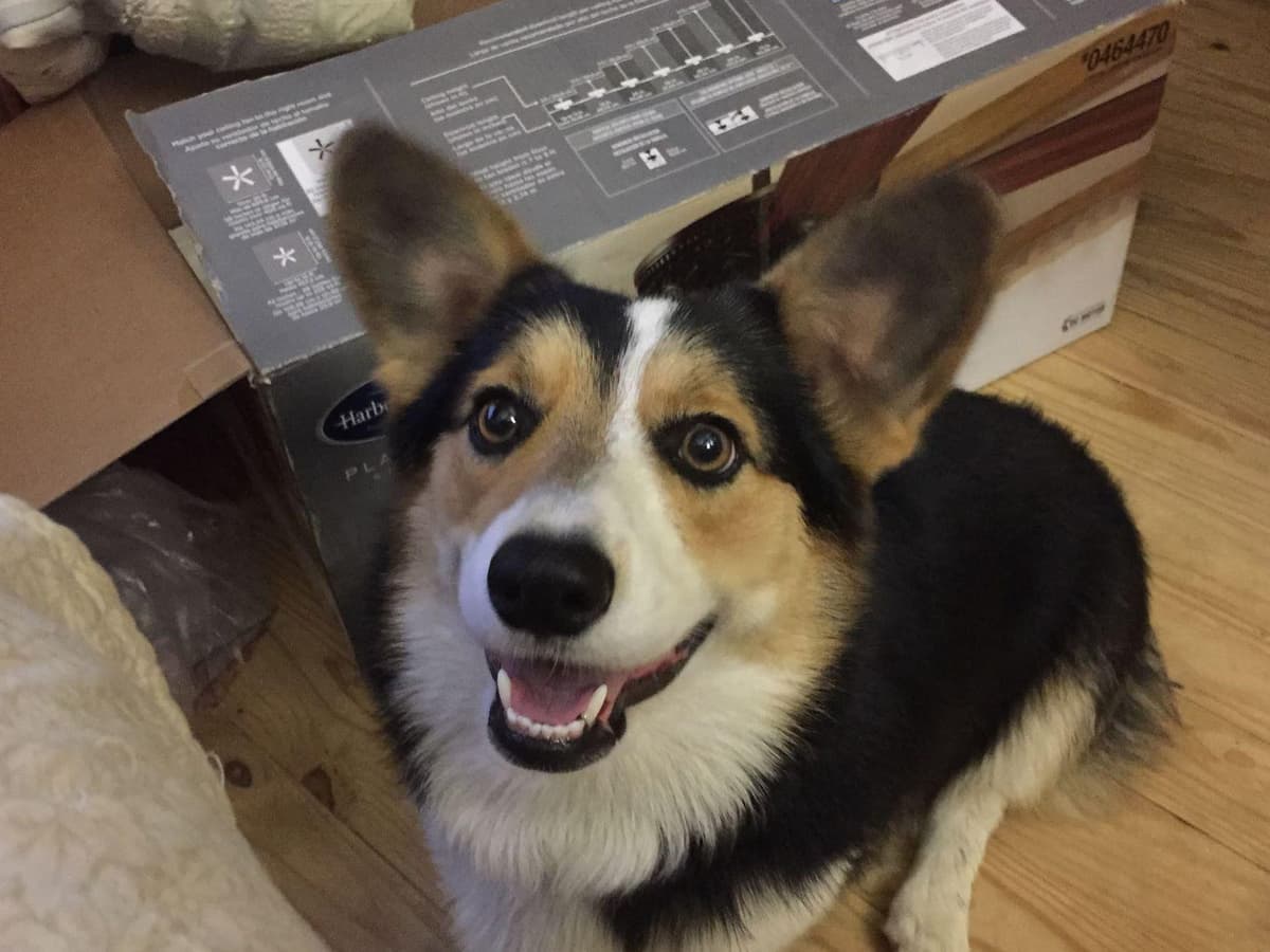 Pembroke Welsh Corgi Puppies breeder image 19