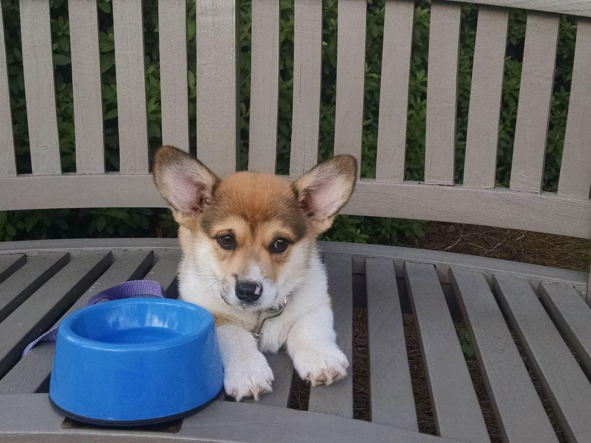 Pembroke Welsh Corgi Puppies breeder image 18