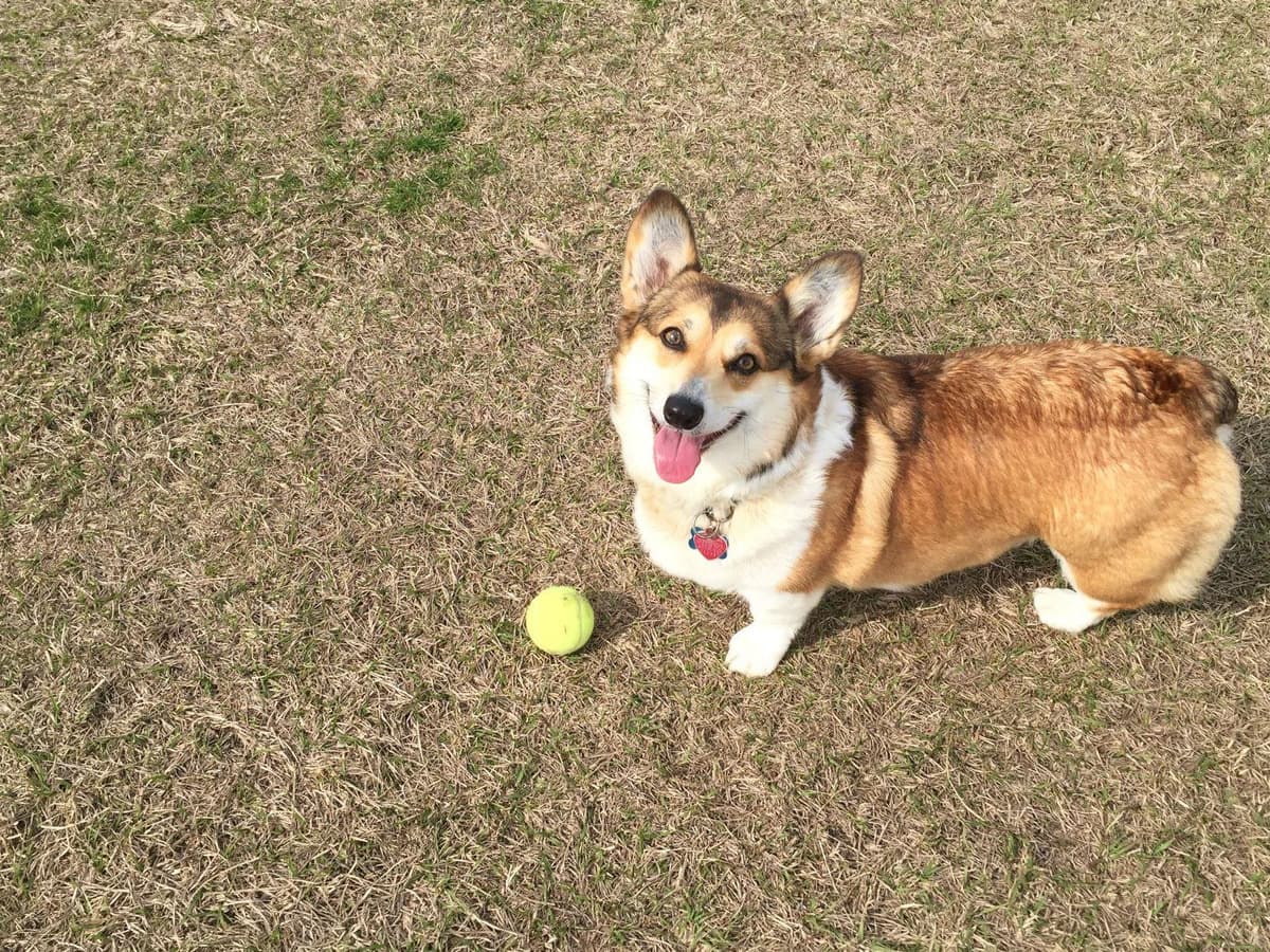 Pembroke Welsh Corgi Puppies breeder image 17