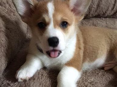 Pembroke Welsh Corgi Puppies breeder image 15