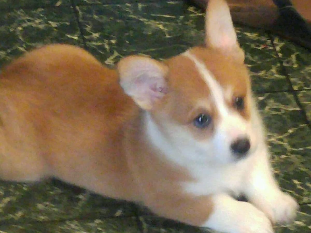 Pembroke Welsh Corgi Puppies breeder image 14