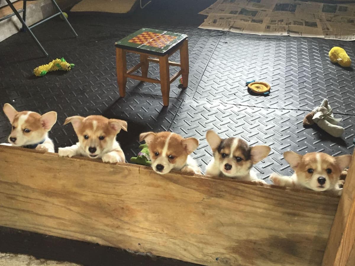 Pembroke Welsh Corgi Puppies breeder image 1