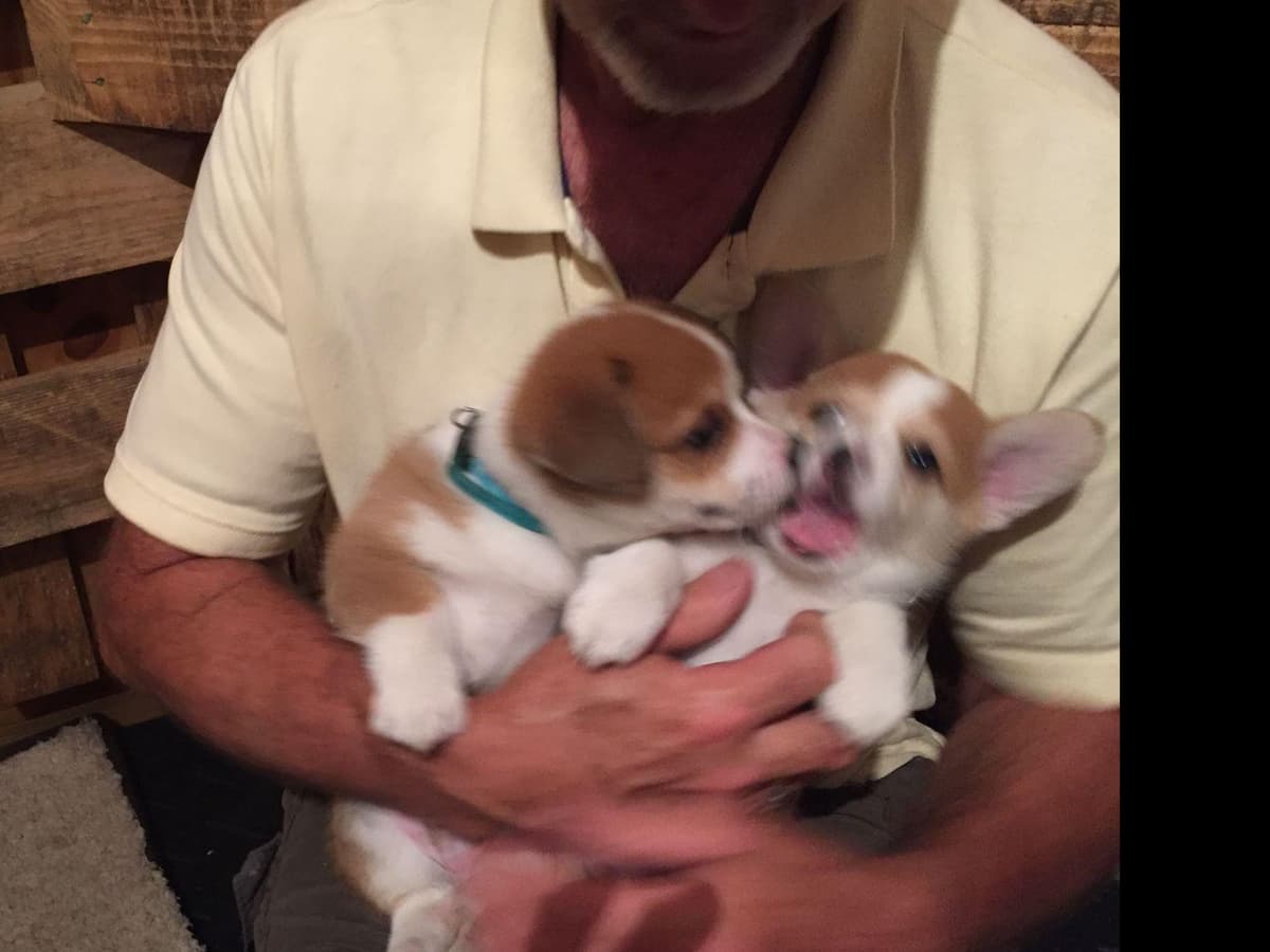 Pembroke Welsh Corgi Puppies breeder image 13