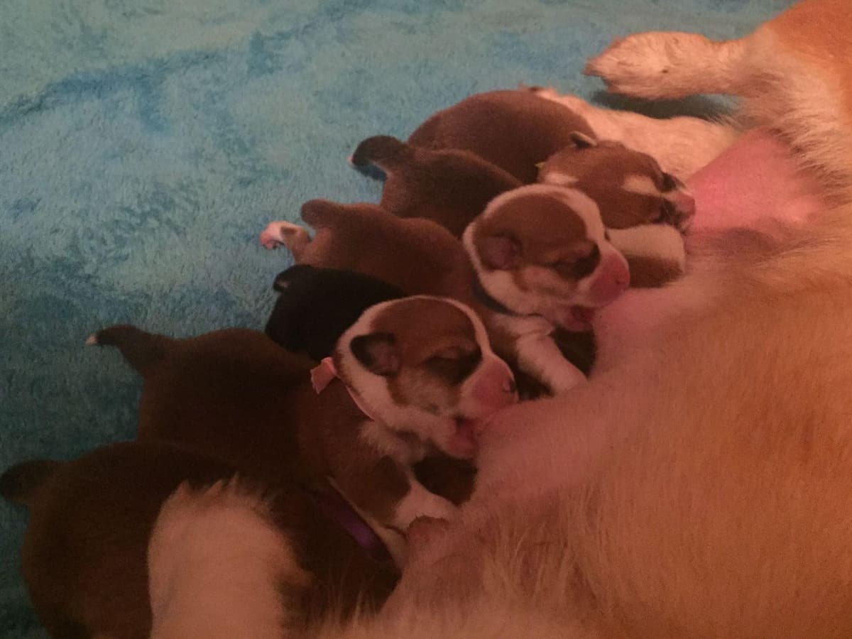 Pembroke Welsh Corgi Puppies breeder image 12