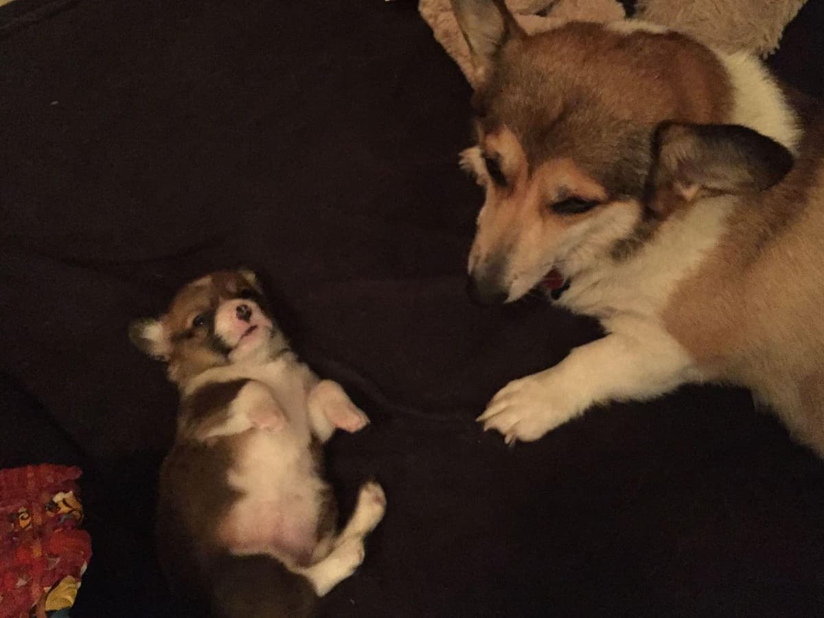 Pembroke Welsh Corgi Puppies breeder image 10