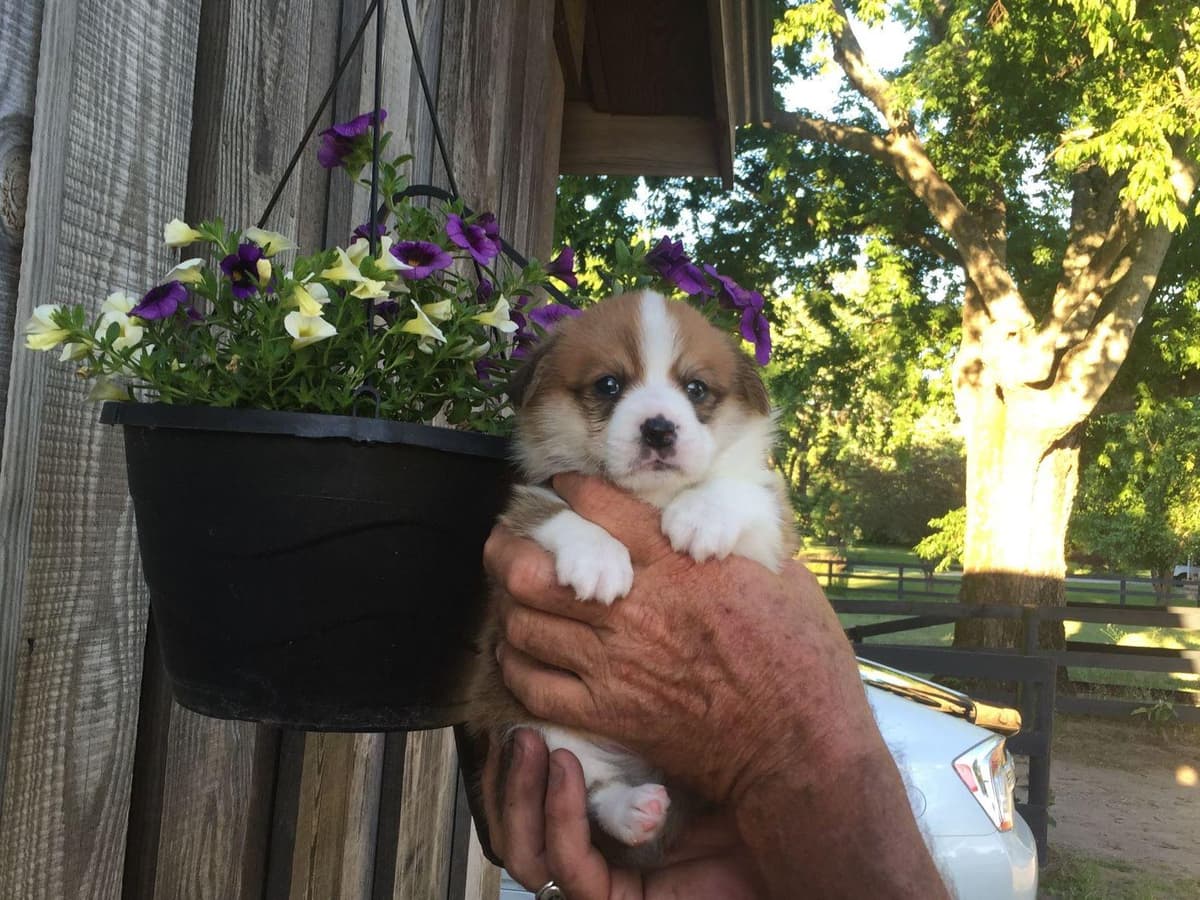 Pembroke Welsh Corgi Puppies breeder image 9