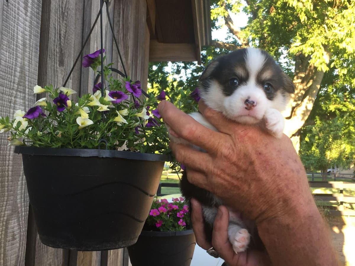 Pembroke Welsh Corgi Puppies breeder image 8