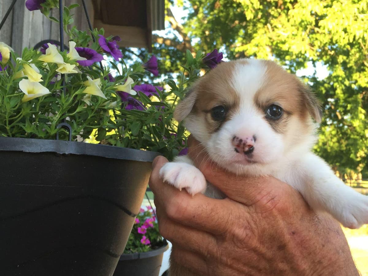 Pembroke Welsh Corgi Puppies breeder image 7
