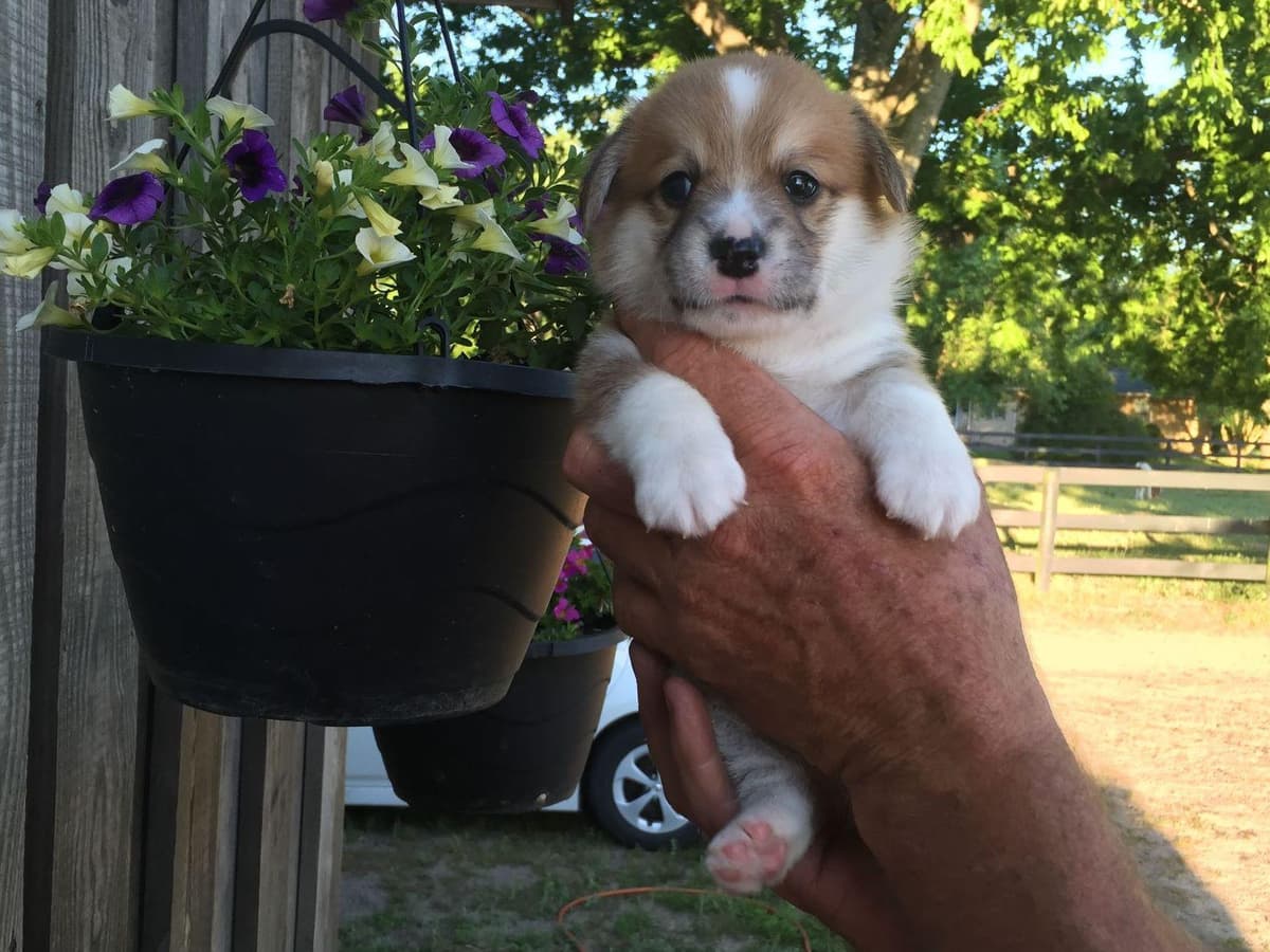 Pembroke Welsh Corgi Puppies breeder image 6