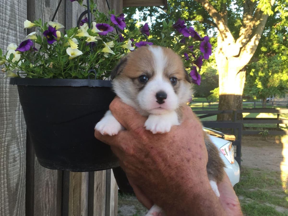Pembroke Welsh Corgi Puppies breeder image 5