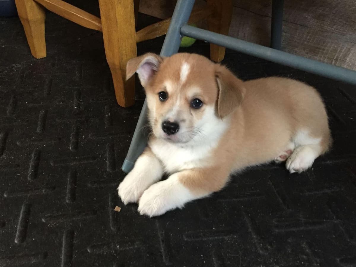 Pembroke Welsh Corgi Puppies breeder image 3