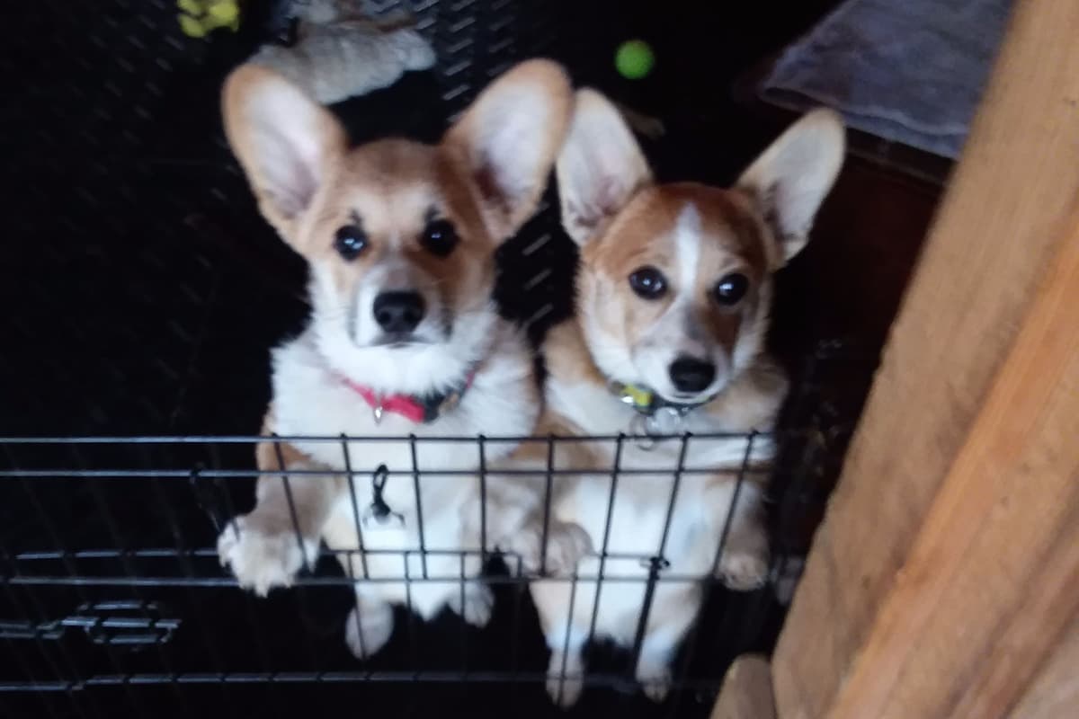 Pembroke Welsh Corgi Puppies breeder image 2